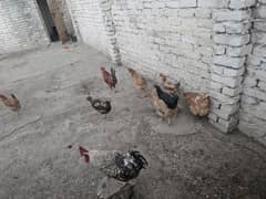 egg laying hens for sale