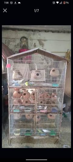birds with cage breader pair with chicks