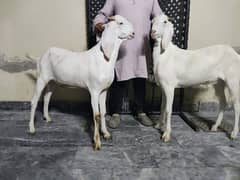 Pure white Bakray (2-Dant).