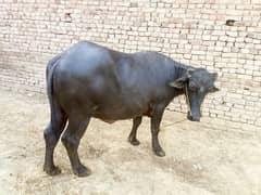 Jhoti For Sale