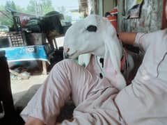 کجلاے