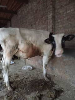 bachra