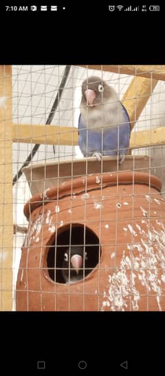 A pair of love bird black Male & Navi Blue Female for sale