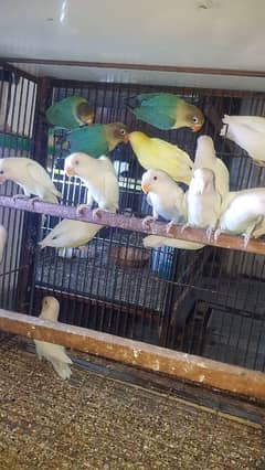 albino or parblue 03447884589