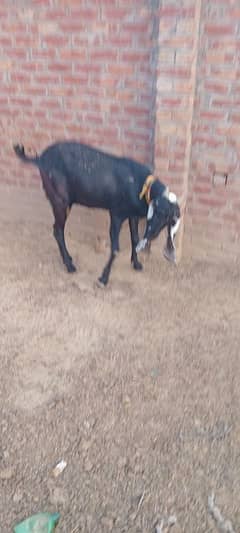 qubani bakri