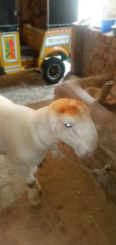 bakra
