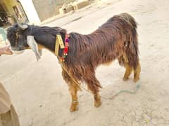 Nachi bakra