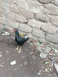 eeg laying Madi /Aseel murgi/Aseel Madi /murgi for sale/hen