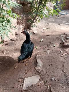 EEG Leying Madi/ Aseel murgi/hen /Madi /murgi for sale