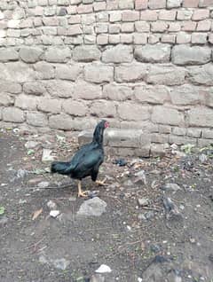 EEG Leying Madi/ Aseel murgi/hen /Madi /murgi for sale