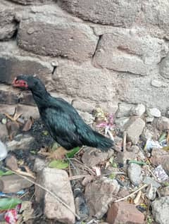 EEG Leying Madi/ Aseel murgi/hen /Madi /murgi for sale
