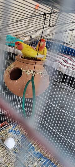 Beautiful Yellow Red Eye Lovebird Breeder Pair