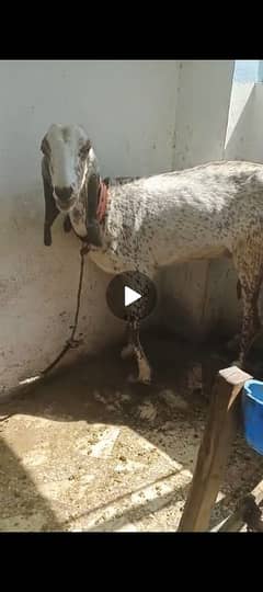qurbani bakri