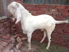 bakry for sale different price