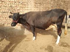 Friesian cow for sale
