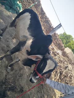 Bulls دوندا ہے