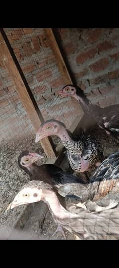 Aseel Chicks