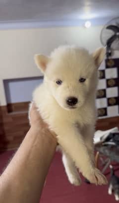 Pedigree high quality husky puppies up for sale