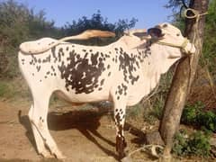 2Quarbani bulls for sale. add ma sari Information DA di gi hai