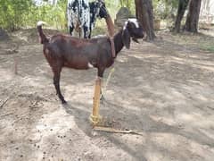 bakre
