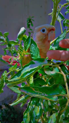 pineapple conure chick's