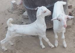 gulabi teddy pure breed