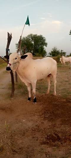 Beautifull heavy bull Contact 03125173572/03130026074
