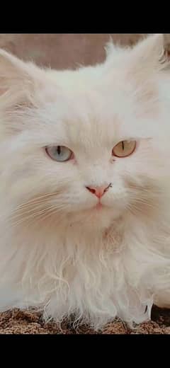 10 manth age cat fur sale Khushab