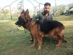 pedigree long coat top quality female