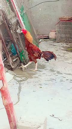 8 month k hn 2 no nasal waly hn argant ha  jis ko pechan hon