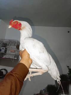 Heeera Aseel Murgha