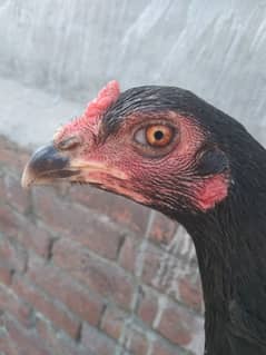 pyuar