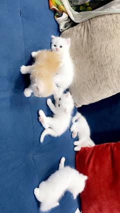 Kittens