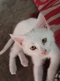 cata
