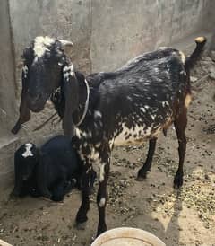 black makichini female for sale best for qurbani 03269189860
