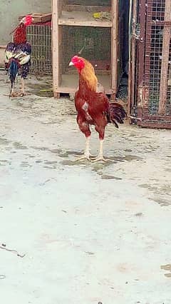 bhot