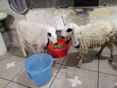 kajla | chatra | Sheep | Qurbani bakra | Goat | 2 dant chatra