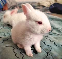 Adorable White Bunnies with Red Eyes for Adoption03244474405