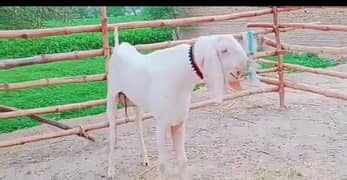 بکرا