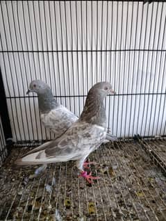 slyti kamager pair