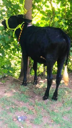 Bull