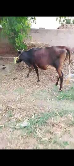 cross cow