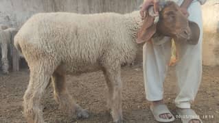 sheep