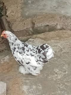 bantam