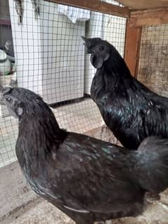 Ayam