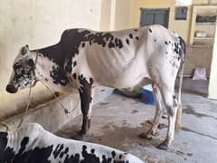 Bells available for eid