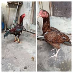 pure Aseel pair mianwali Madi/pure Aseel patha