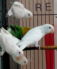 Lovebird