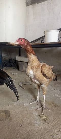 Aseel Mianwali female High class