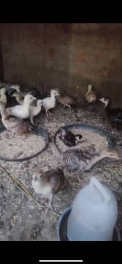 Peacock and turkey chicks